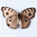 Peacock pansy Junonia almana1